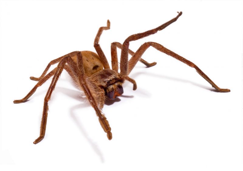 Common Spiders Extermination in Mckinney, TX
