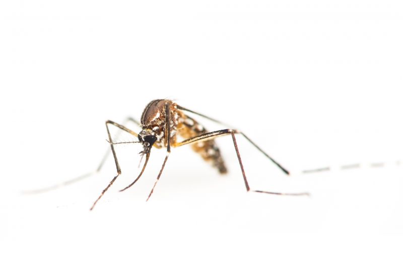 Fly And Mosquito Control Strategies