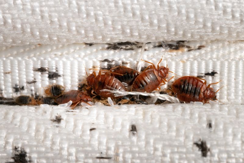 Bed Bug Issues
