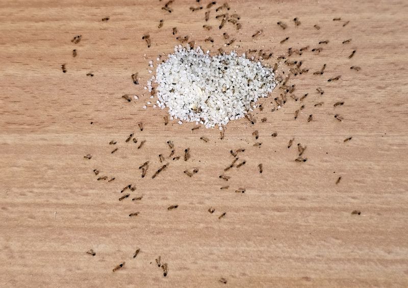 Signs You Have An Ant Problem Before It Gets Out Of Control