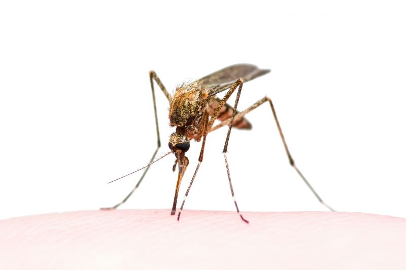 Signs You Need Fly Or Mosquito Control Services