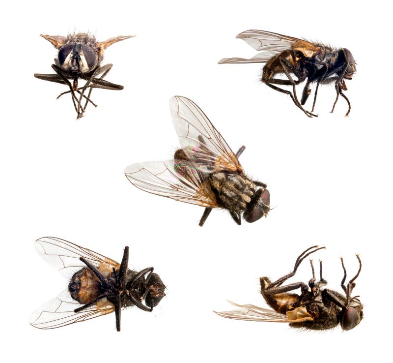 Why Spring Fly And Mosquito Pest Control Matters