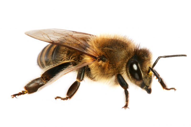 Control De Plagas De Abejas