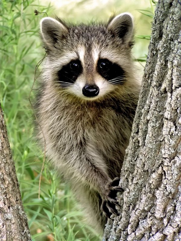 Control De Raccoons