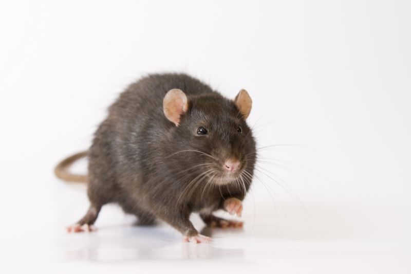Control De Plagas De Ratas