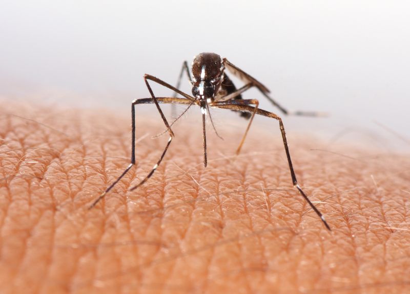 Control De Mosquitos
